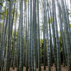 Kyoto 2019